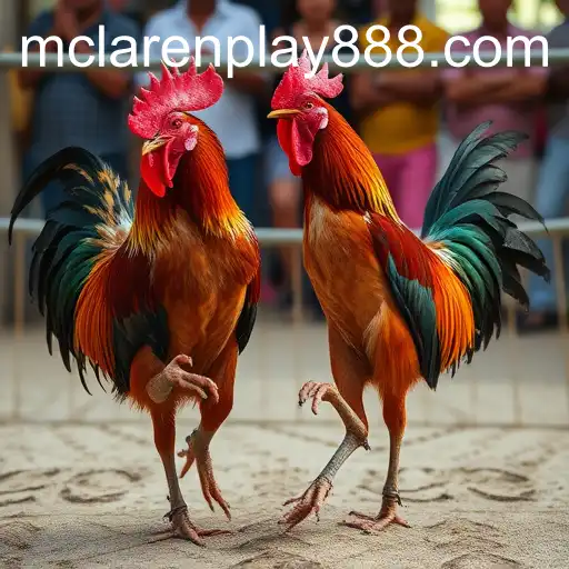 Cockfighting and the Fascination with MCLAREN PLAY 88